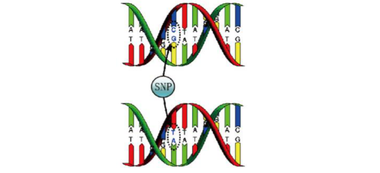 5snp转换示意图(c转化为t)技术应用snp作为第三代遗传标记,在复杂疾病